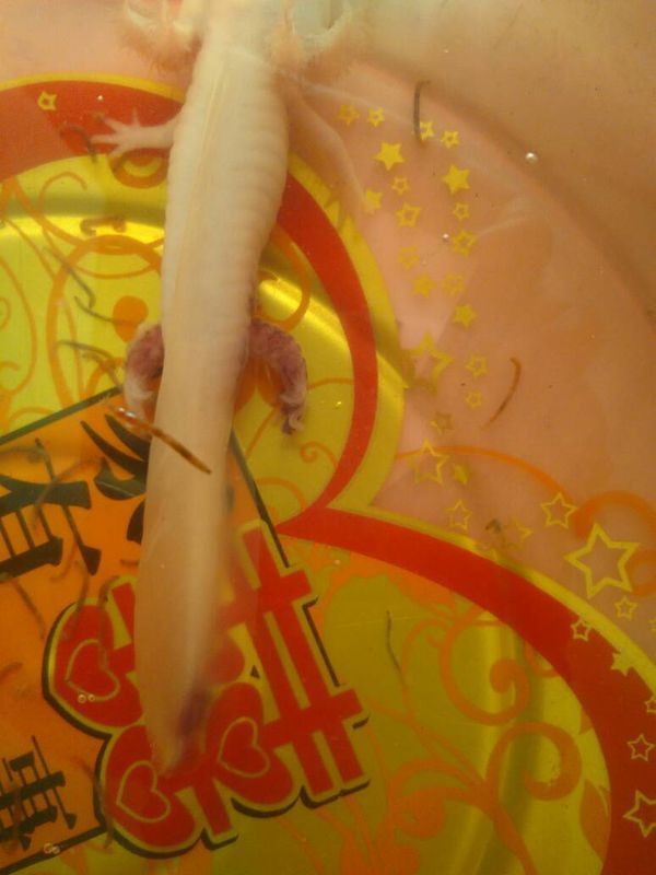 六角龙两个后腿有血斑点,腿也有点畸形,过了一