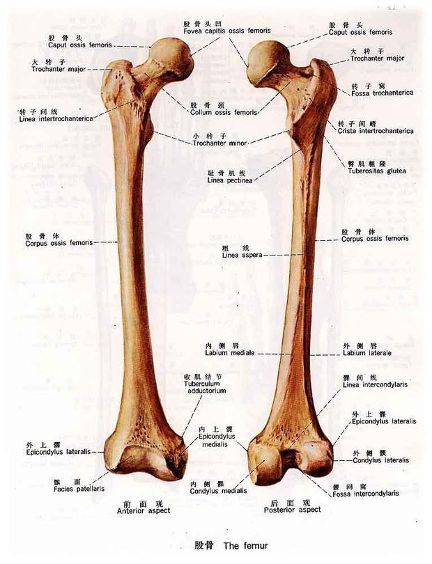 长骨的内部结构图片