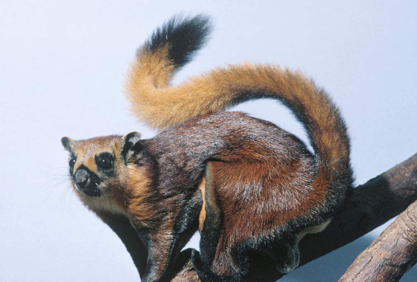 河北省滦平县发现珍稀动物鼯鼠为何长得"六不像"?