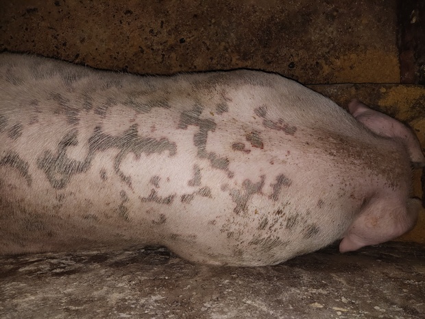猪身上有暗红硬块,前期食欲不振,考虑猪丹毒注射青霉素后,吃食,但红斑