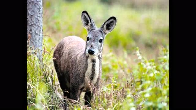 高黎贡山保护区首次拍到濒危珍稀野生动物林麝
