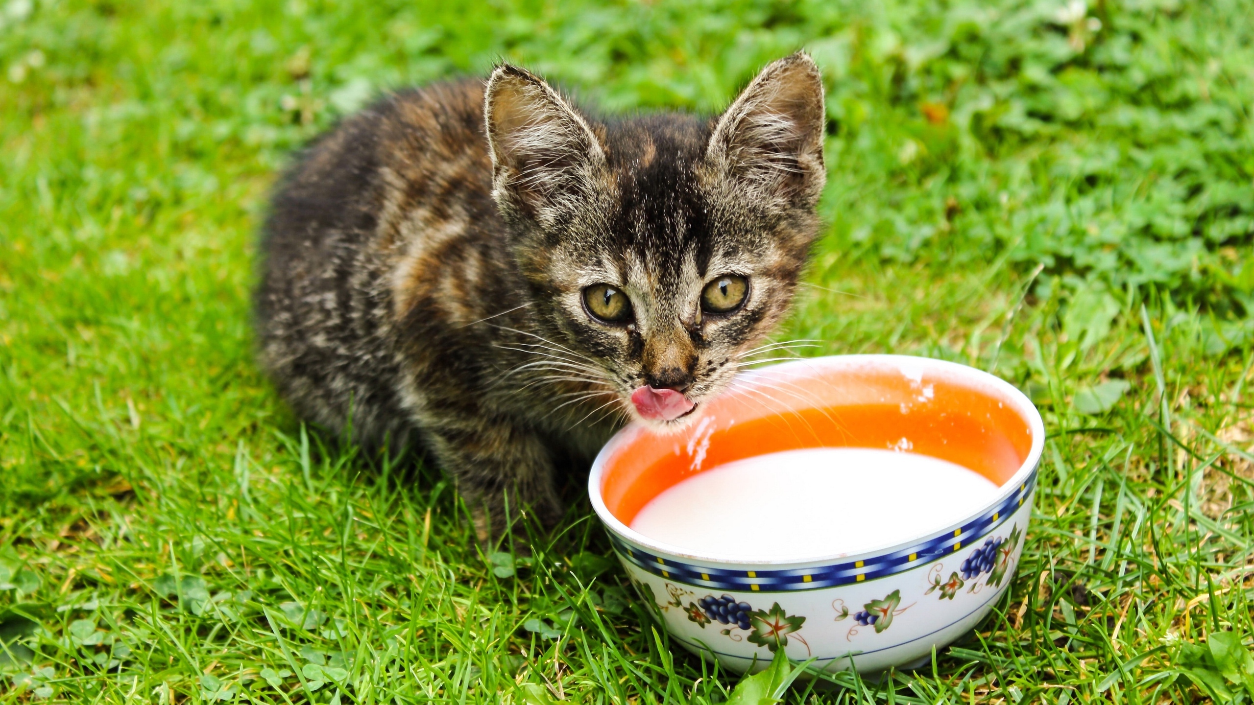 小猫吃东西的图片[图8]