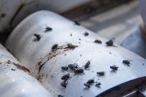 手上沾了粘苍蝇的胶怎么洗掉