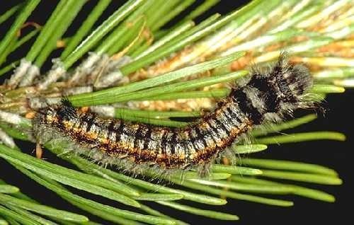 檞寄生是什么意思?