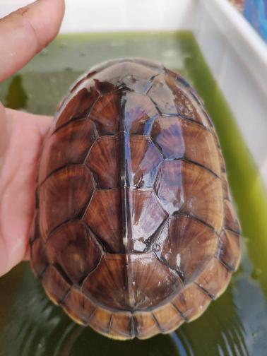 这是大青还是小青?几年龟?