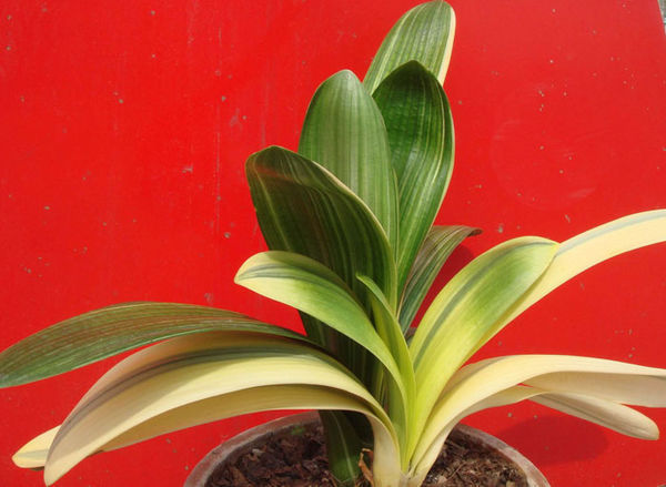 君子兰最好的品种图片