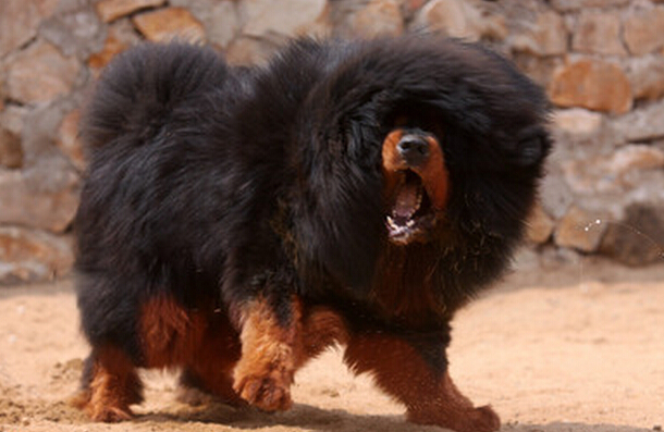 藏獒适合家养吗 城市里面不适合养藏獒