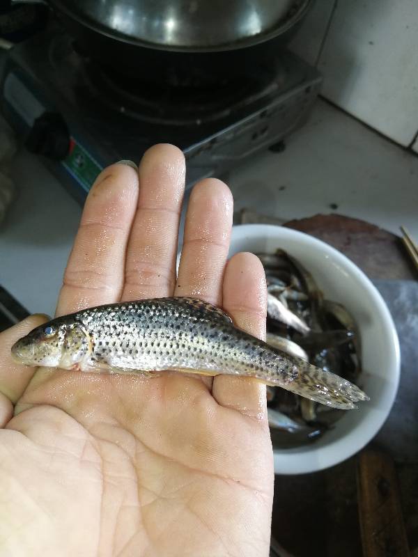 野生河鱼不知道学名.  请问这是什么品种的鱼?