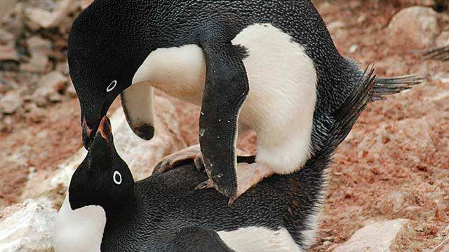 实拍罕见的企鹅 交配全过程