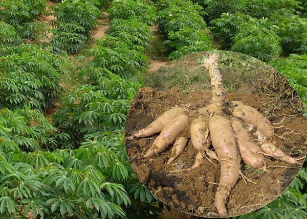 贵州冬天有霜冻又有雪可以种植木薯吗