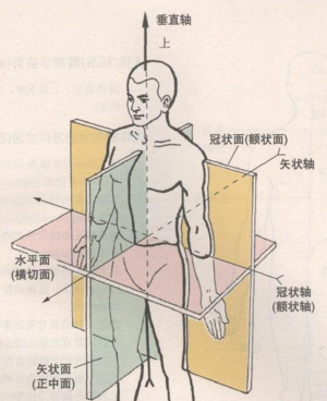 人体基本轴和基本切面图片