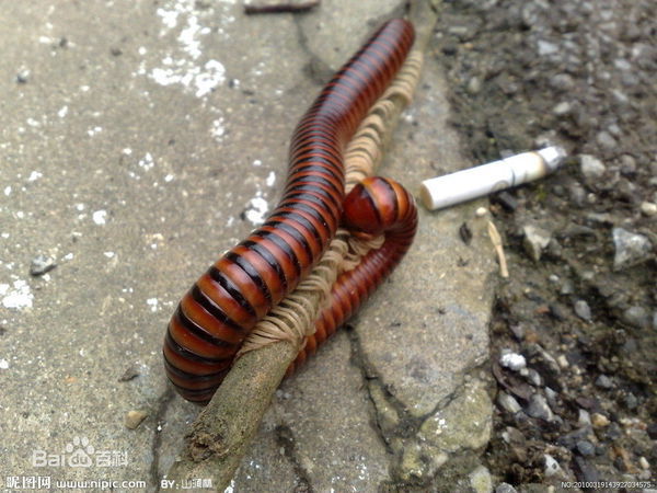 形似蜈蚣的虫子有毒吗?在餐具中发现后,餐具还能用吗