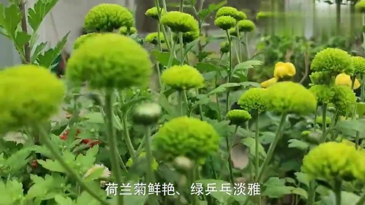 [图]1位广东花友的花园 都是漂亮的花