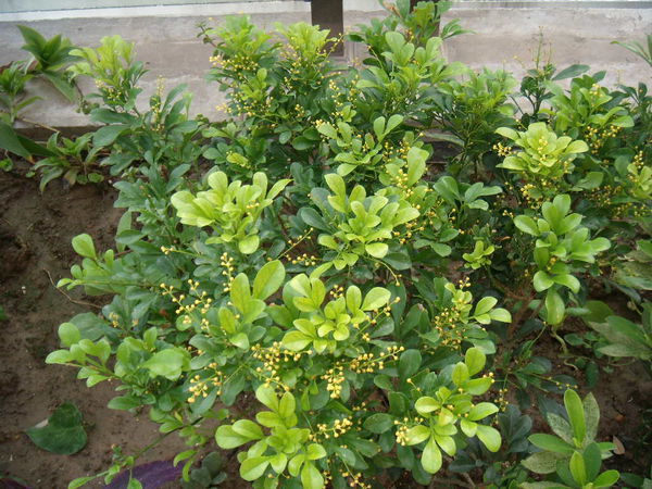 有一种树矮矮的,叶子小小的,花像米一样大的桂花,这种桂花叫什么名字?