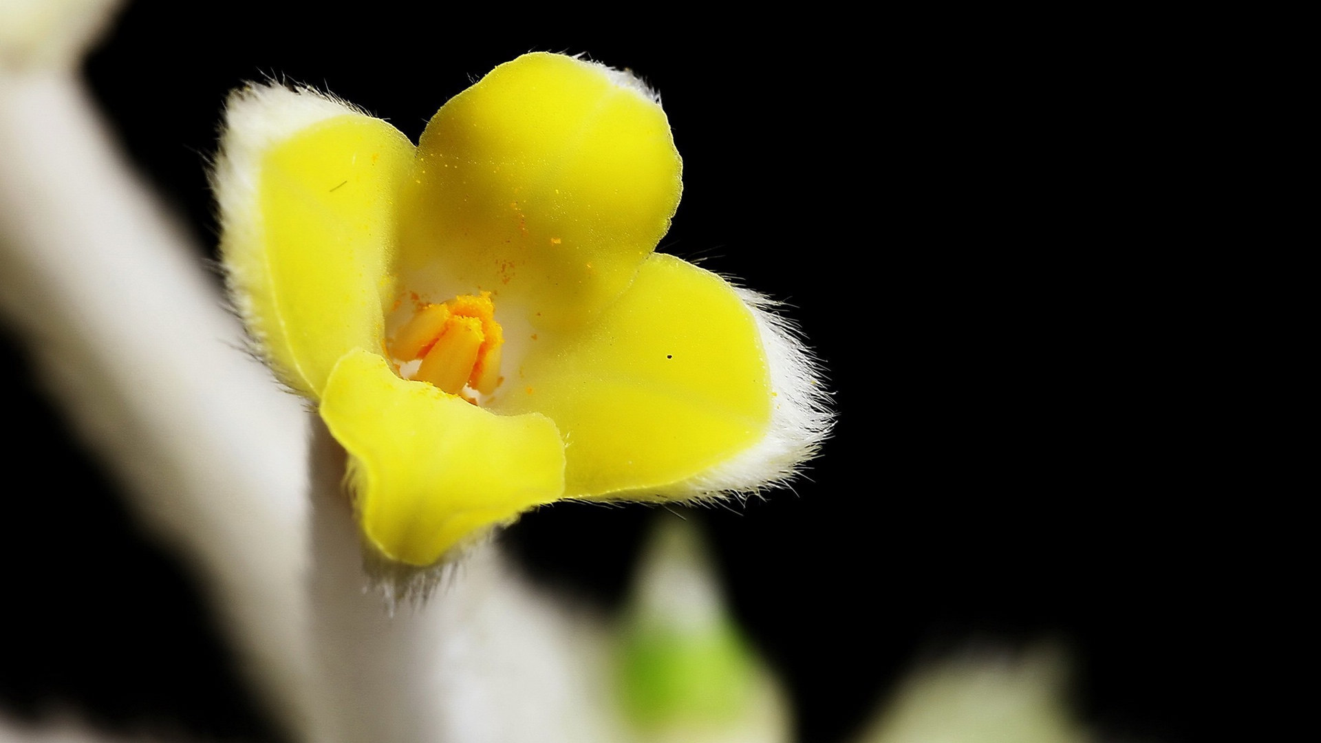 黄色的结香花图片[图8]