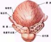 急性附睾丸炎后的结节能靠药物消掉么