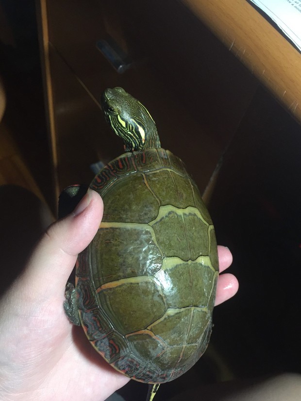 图中锦龟是腐甲吗 怎么治疗?