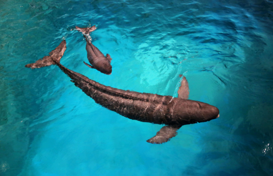 江豚与海豚有什么区别?