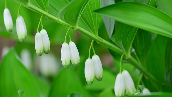 玉竹别名尾参,玉参,萎蕤,铃铛菜.