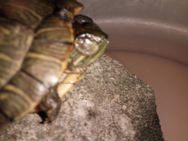 巴西龟肺炎可以用999感冒灵?我怎么看到有人