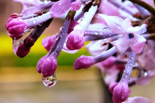 春雨貴如油,潤物細無聲全詩內容是什麼?