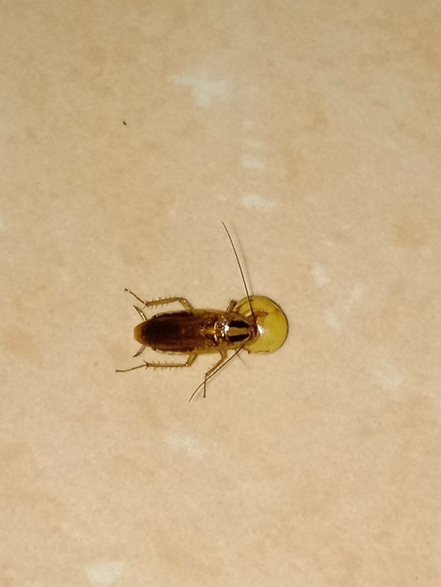 店里厨房出现很多小虫子 请问下这是什么虫?要怎么除掉?
