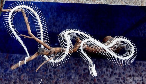 蛇是不是软体动物?是无脊椎动物,还是有脊椎动物?