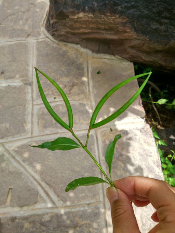 这个是什么植物,长得这么奇特,山上看到的!