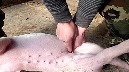 劁猪匠两脚各有用处,一般左脚用力,半跪在猪身上,右脚用力支撑地面.