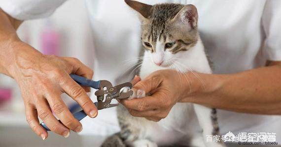 两周多一点的小奶猫能剪指甲吗,该怎么剪?