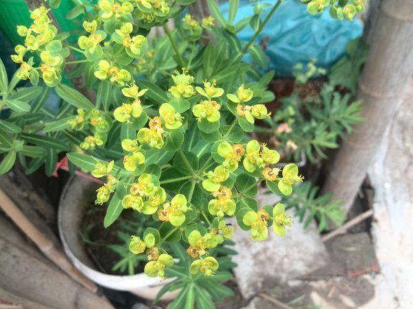 又名五朵云,五灯草,五风草等,属大戟目,大戟科一年生草本.