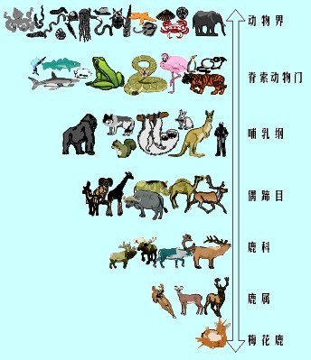 15种卵生动物图片