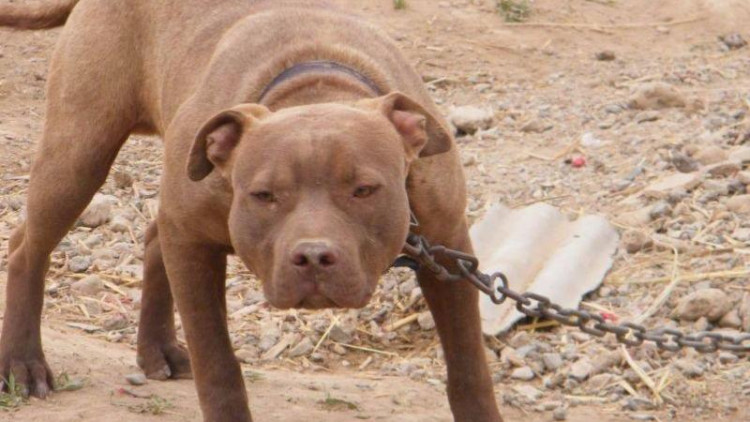 比特犬不愧是没脑子犬种,威猛十足智力不佳