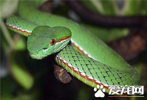 贵州无毒蛇图片