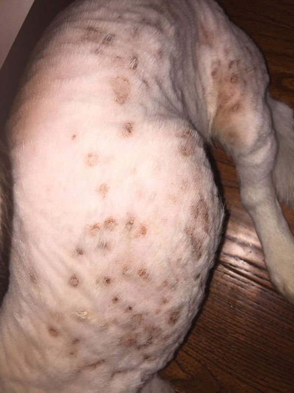 我家狗昨天剪了毛吓了一跳,身上好多好多红斑,以前看他挠觉得没什么