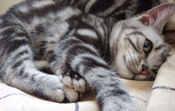 猫咪出生后多长时间开始发情?