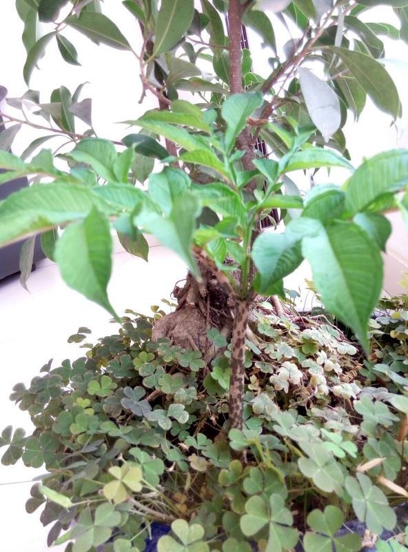 感谢!它的枝干上有花纹