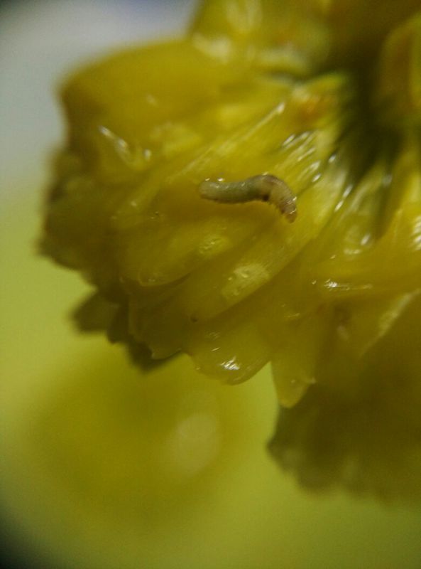 皇菊茶,有虫,黑嘴,0.4毫米长,白色透明.正常吗?