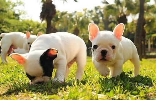 有一种狗,长得好像猪一样,这种狗叫什么名字?