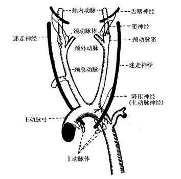 小鼠颈动脉解剖图图片