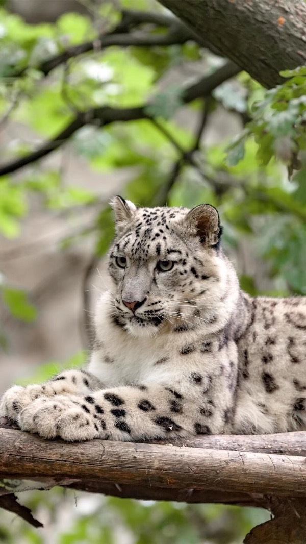 猞猁不可以养吗?