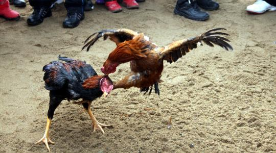 印度公鸡逃离斗鸡比赛时用刀刺死主人,将现身法庭,难道用鸡命赔人命?
