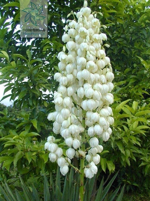丝兰 yucca smalliana fern.