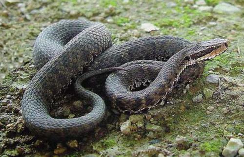 蛇什么怎么繁殖的啊,?