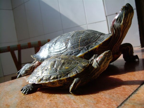 巴西龟养一只孤独吗图片