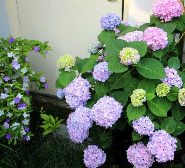 绣球妖精之瞳,灵感,甜蜜幻想,魔幻精灵是老枝开花吗