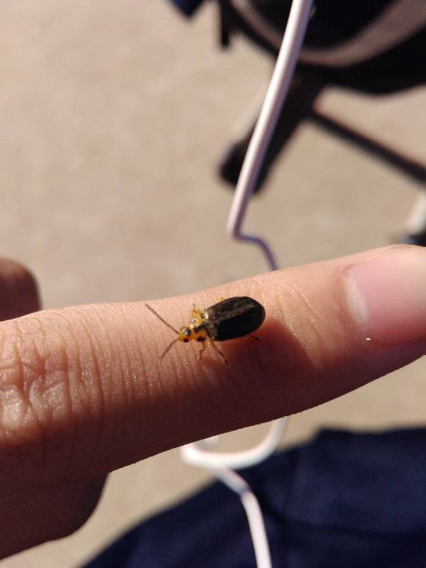 这是什么虫子. 会飞 头部有黑点