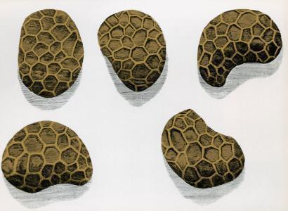 胡克盲点谁了解