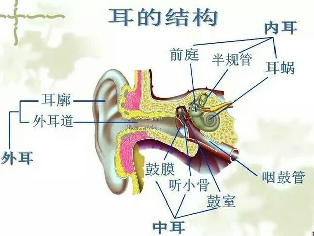 人的耳从外到内的各部分作用