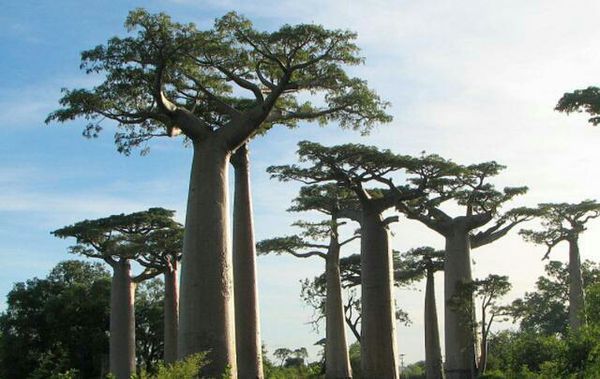 3,现知在墨西哥沙漠中生活的一株拉瑞阿属的灌木已有1 1700年了.